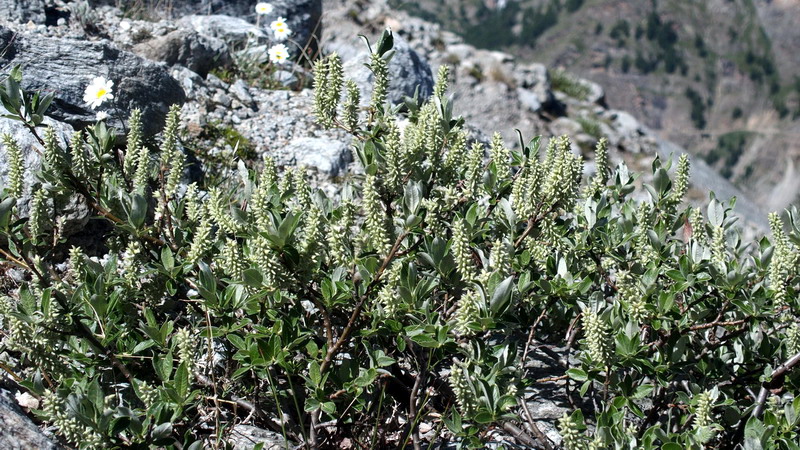 salix